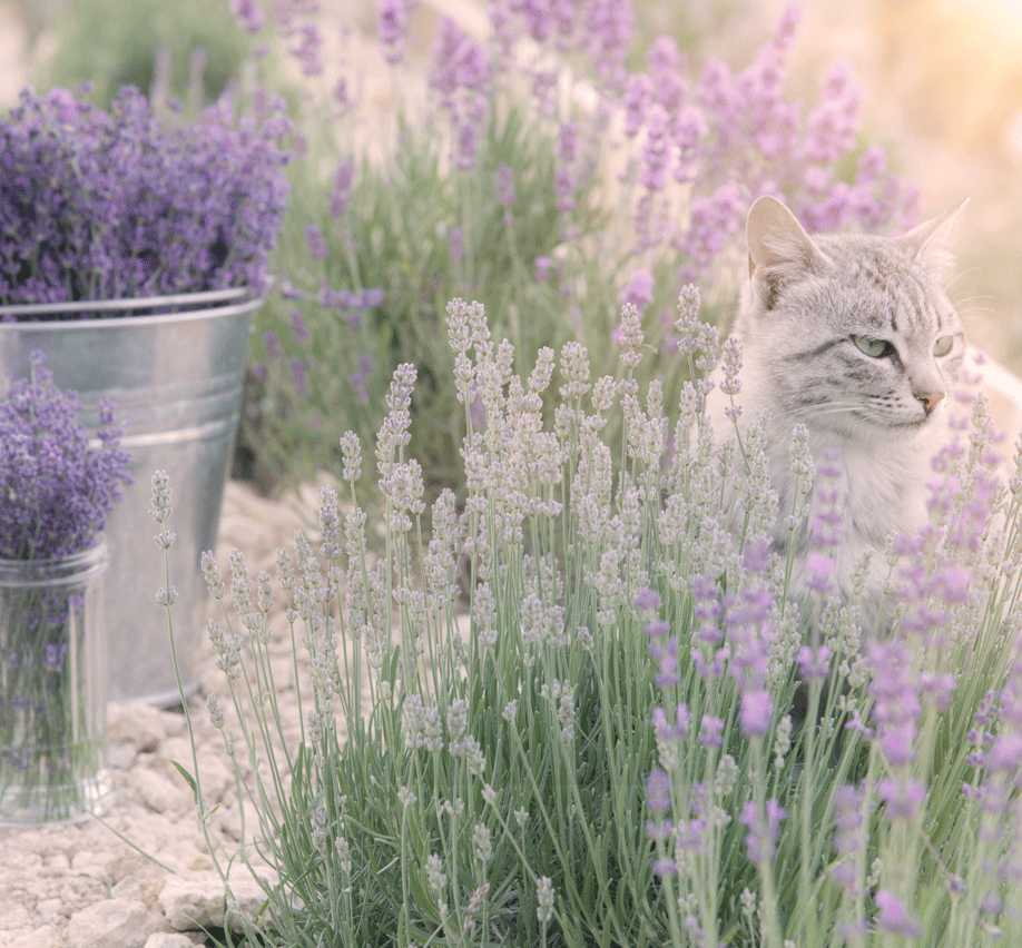 ラベンダーの中のネコちゃん